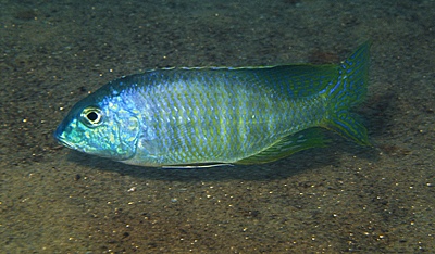 Lethrinops furcifer 'Chitande Island'